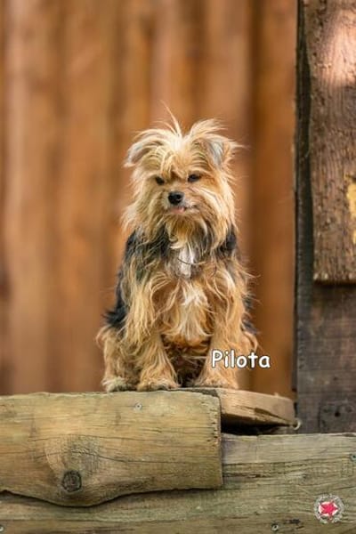 PILOTA