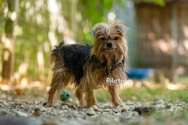 PILOTA