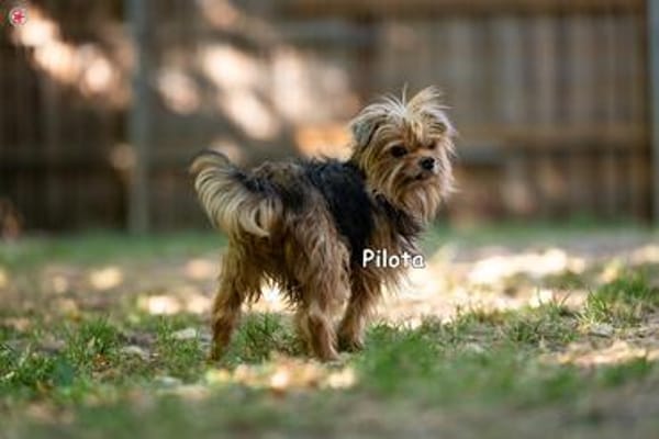 PILOTA
