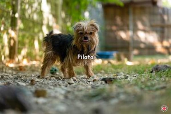 PILOTA