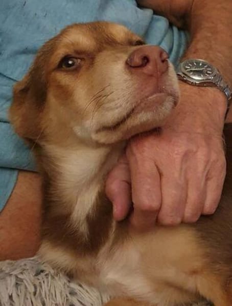 bezaubernder Welpenjunge Micky auf PS 92348