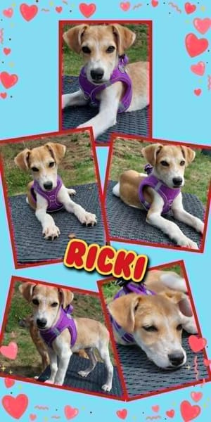 fröhlicher Welpenjunge Ricki auf PS in 91278