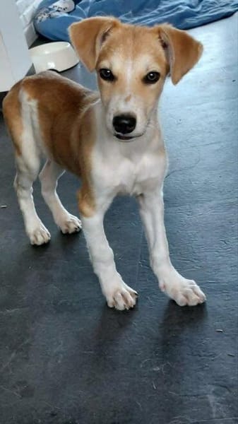 fröhlicher Welpenjunge Ricki auf PS in 91278