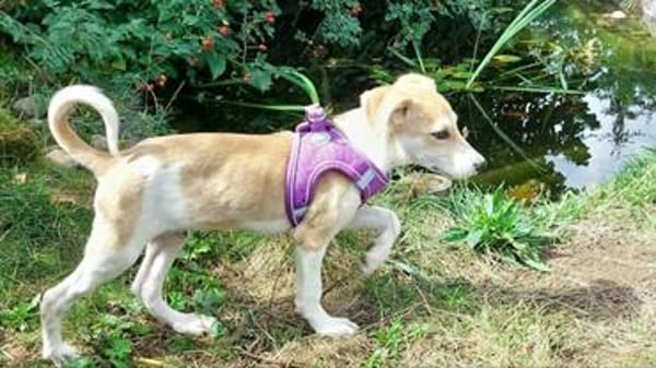 fröhlicher Welpenjunge Ricki auf PS in 91278
