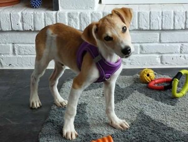 fröhlicher Welpenjunge Ricki auf PS in 91278