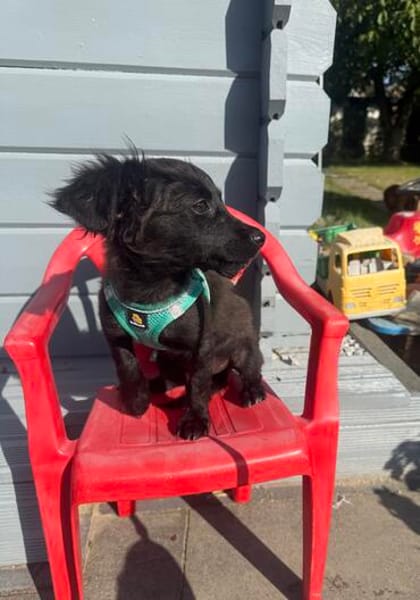 Vaya sucht Liebe Hundeeltern