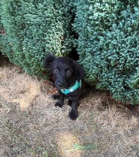 Vaya sucht Liebe Hundeeltern