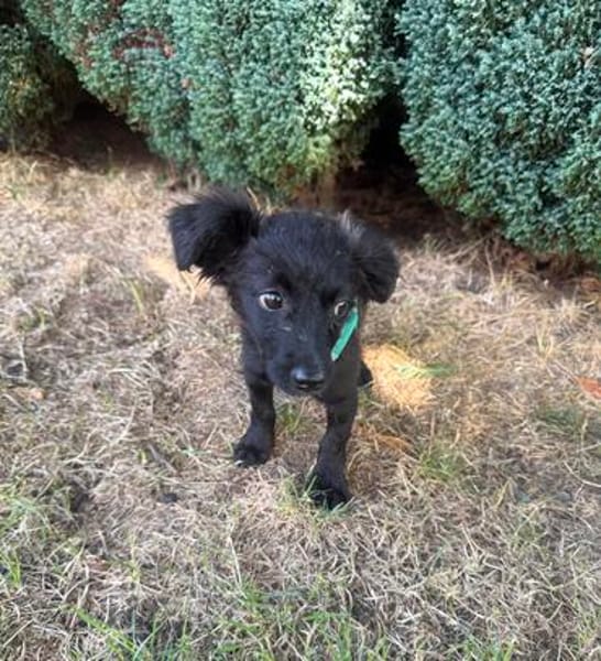 Vaya sucht Liebe Hundeeltern