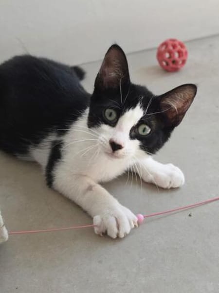 Liebe Katzenkinder Cali, Tina und Eddie