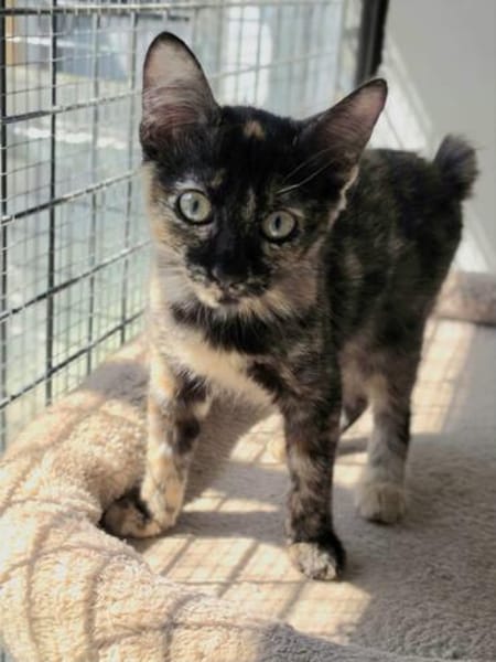Liebe Katzenkinder Cali, Tina und Eddie