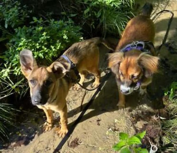 Welpenmädchen Aska sucht Familie