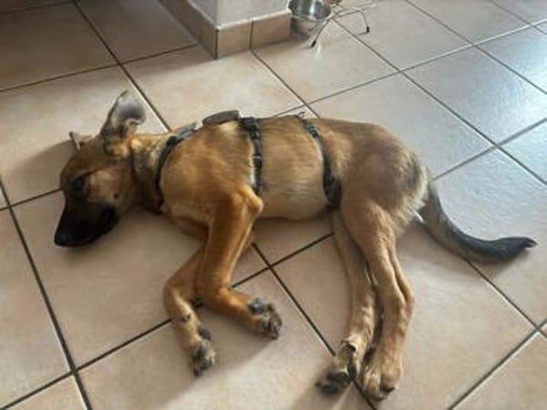 Welpenmädchen Aska sucht Familie