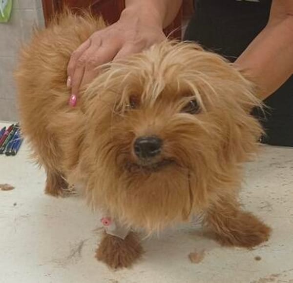 Jazmin zarte Yorkie-Dame sucht ihr liebevolles Zuhause