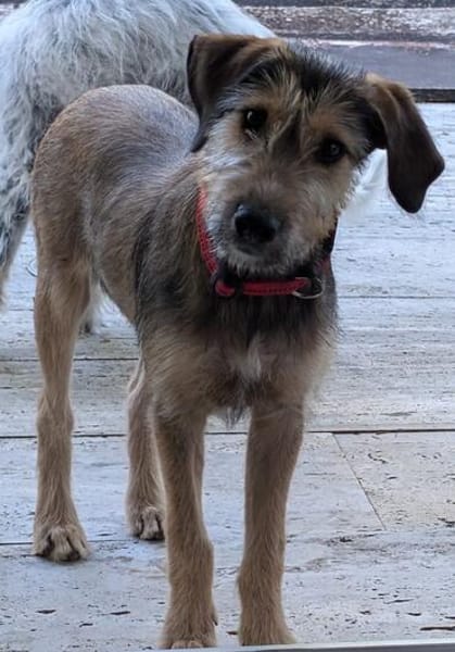 Woody, geb. ca. 02/2026, 87763 Lautrach