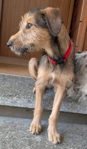 Woody, geb. ca. 02/2026, 87763 Lautrach