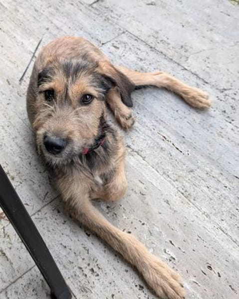 Woody, geb. ca. 02/2026, 87763 Lautrach