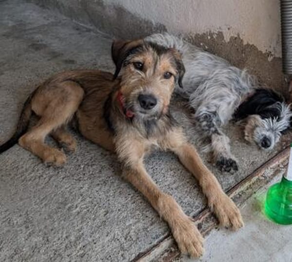 Woody, geb. ca. 02/2026, 87763 Lautrach