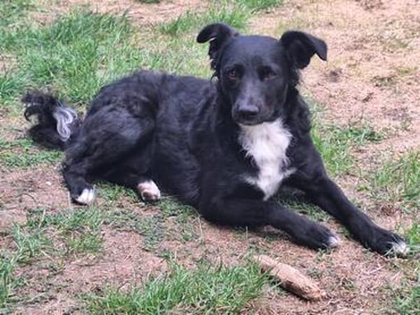 🐾Unsere liebe Änni sucht ihr Zuhause 🐾