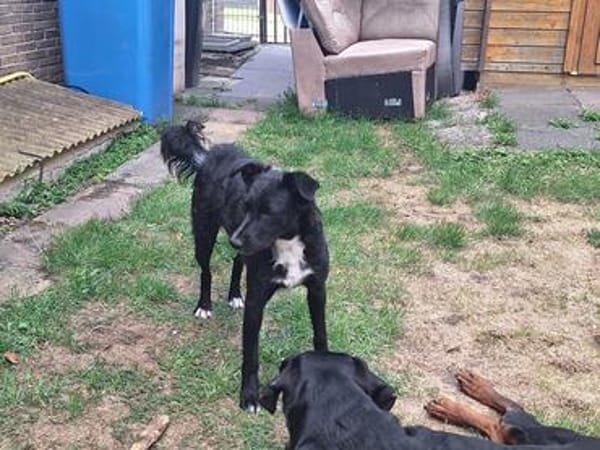 🐾Unsere liebe Änni sucht ihr Zuhause 🐾