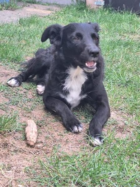 🐾Unsere liebe Änni sucht ihr Zuhause 🐾