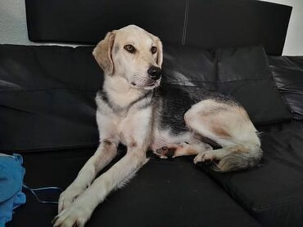 Indra, Traumhündin sucht ein Zuhause