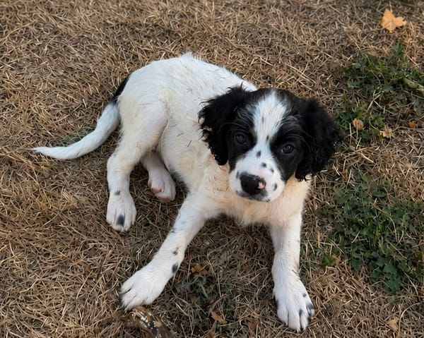 BELLATRIX