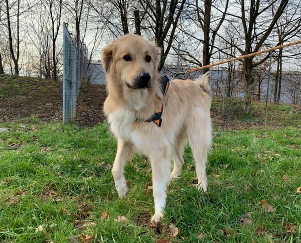 ROX