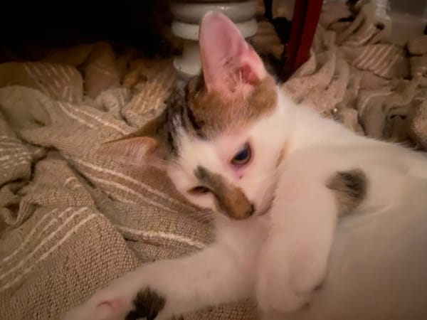 Bowie