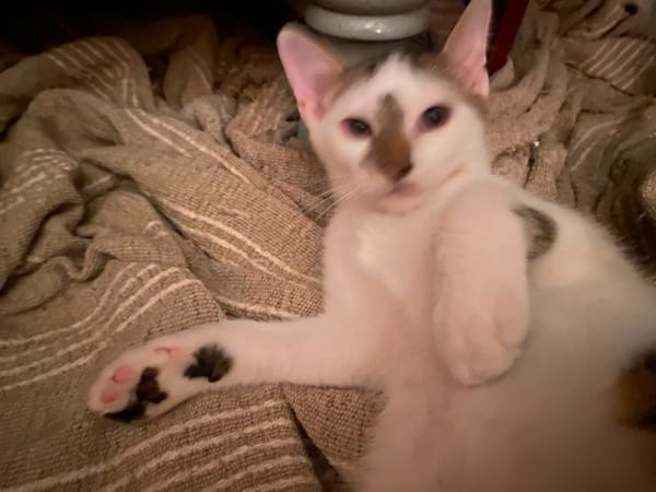 Bowie