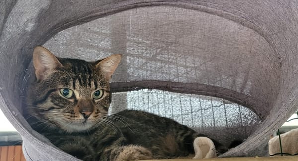 ULANN