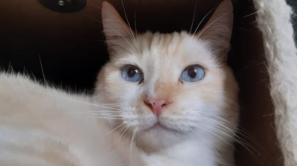 Keyling