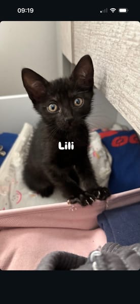 LILI