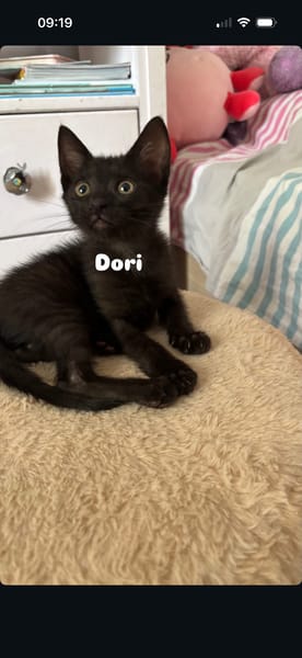 DORY