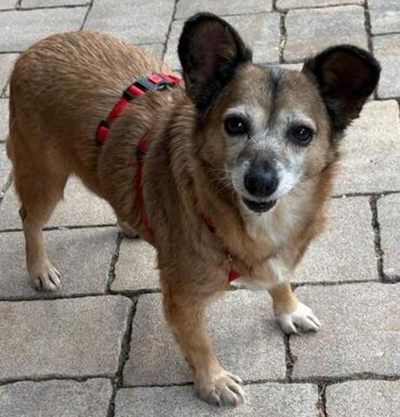 Corgie Mix?: Hundeomi  Amanda sucht Menschenomi