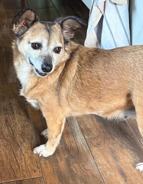 Corgie Mix?: Hundeomi  Amanda sucht Menschenomi