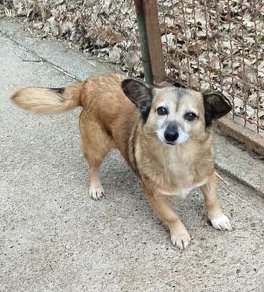 Corgie Mix?: Hundeomi  Amanda sucht Menschenomi