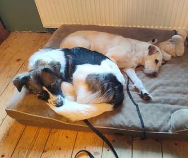 Intelligenter Jungrüde Loki sucht ein Zuhause
