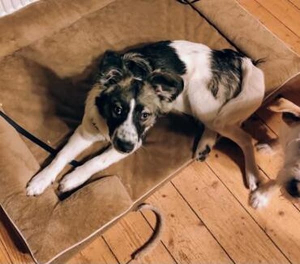 Intelligenter Jungrüde Loki sucht ein Zuhause