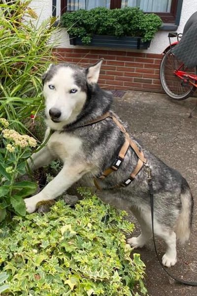 Husky MAXwartet schon in 56626 Andernach
