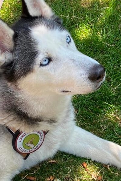 Husky MAXwartet schon in 56626 Andernach