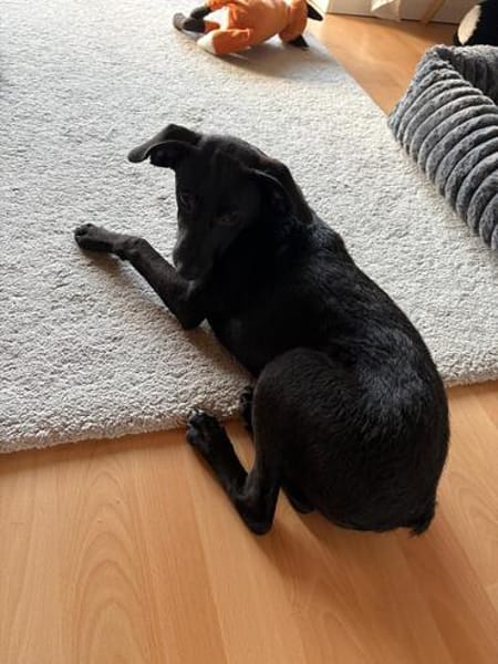 🐾❤ Molli sucht ihr Für-immer-Zuhause! ❤🐾
