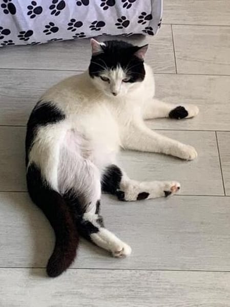 CHER-bezaubernde, hübsche Katzen-Dame
