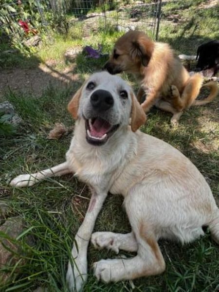 FOSSI -rundum tolles Hundekind-