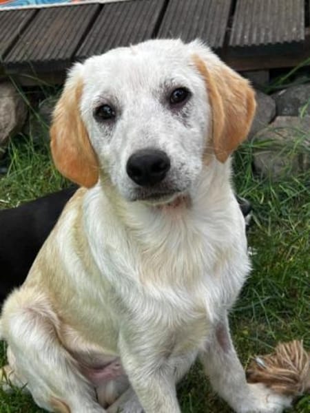 FOSSI -rundum tolles Hundekind-
