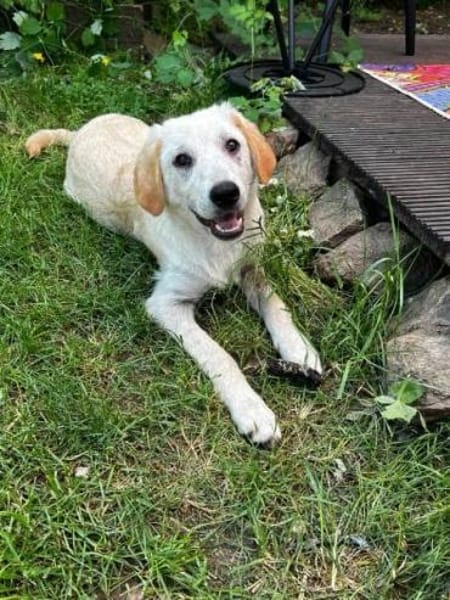 FOSSI -rundum tolles Hundekind-