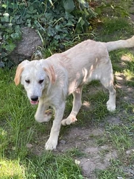 FOSSI -rundum tolles Hundekind-