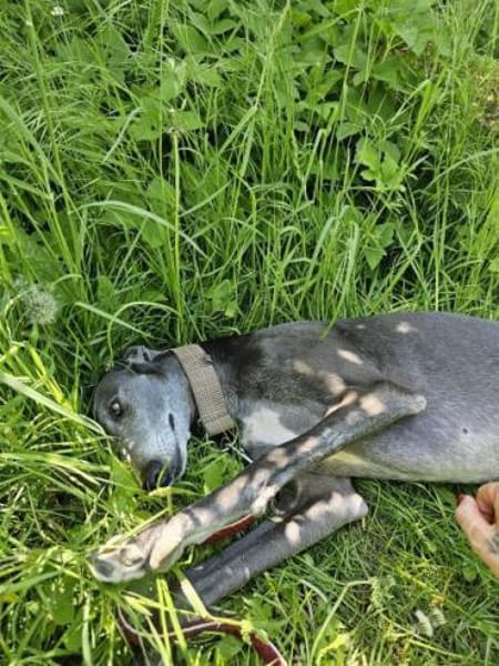 GRACY -offen, lieb & verschmust-