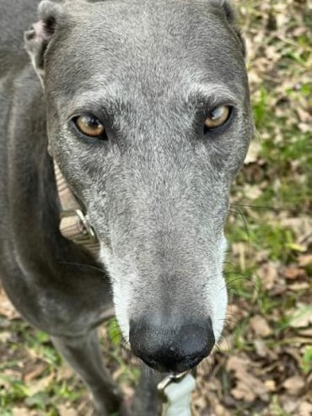 GRACY -offen, lieb & verschmust-