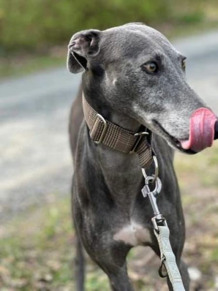 GRACY -offen, lieb & verschmust-