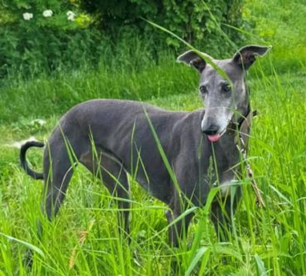 GRACY -offen, lieb & verschmust-
